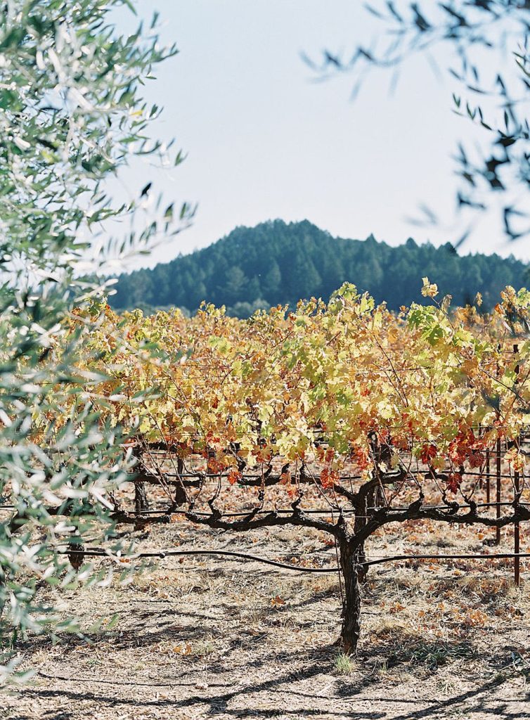 Napa Valley wedding destination